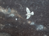 Gr&aring; flugsnappare-Skogsvitvinge