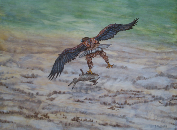 Havs&ouml;rn  och hare